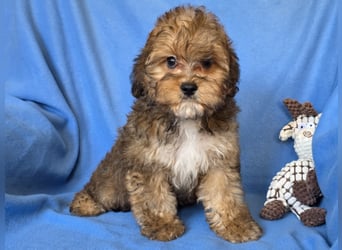 Cavapoo welpen