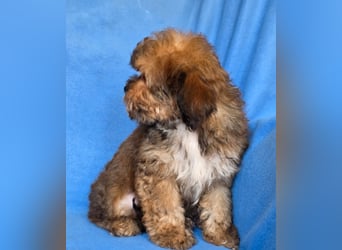 Cavapoo welpen