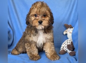 Cavapoo welpen