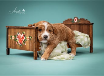 Nelly sucht Kuschelfamilie