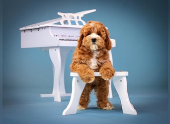 Nelly sucht Kuschelfamilie