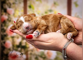 Nelly sucht Kuschelfamilie