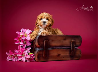 Nelly sucht Kuschelfamilie