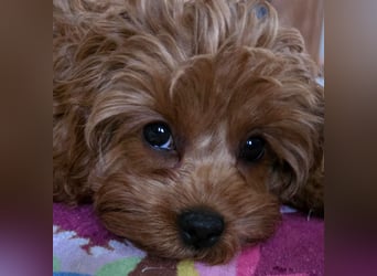 F1-BEAGLIER und CAVAPOO-WELPEN aus Etischer Zucht mit FCI-reinrassigen Eltern! CHAMPION BLUTLINIE