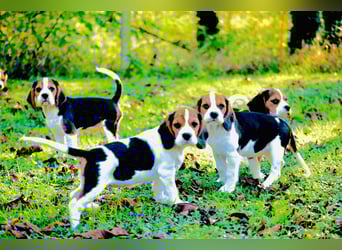 F1-BEAGLIER und CAVAPOO-WELPEN aus Etischer Zucht mit FCI-reinrassigen Eltern! CHAMPION BLUTLINIE