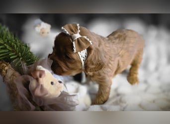 F1-BEAGLIER und CAVAPOO-WELPEN aus Etischer Zucht mit FCI-reinrassigen Eltern! CHAMPION BLUTLINIE