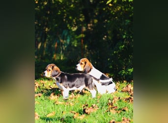 F1-BEAGLIER und CAVAPOO-WELPEN aus Etischer Zucht mit FCI-reinrassigen Eltern! CHAMPION BLUTLINIE