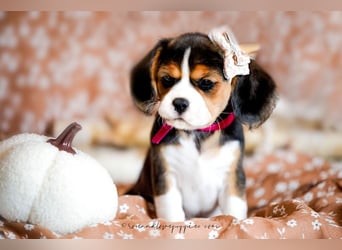 F1-BEAGLIER und CAVAPOO-WELPEN aus Etischer Zucht mit FCI-reinrassigen Eltern! CHAMPION BLUTLINIE
