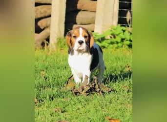 F1-BEAGLIER und CAVAPOO-WELPEN aus Etischer Zucht mit FCI-reinrassigen Eltern! CHAMPION BLUTLINIE