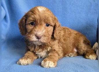 Cavapoo welpen