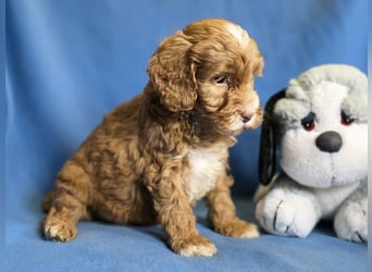 Cavapoo welpen