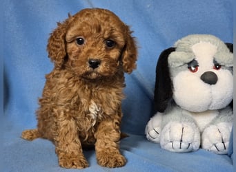 Cavapoo welpen
