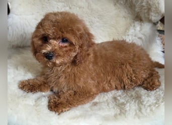 Cavapoo welpen