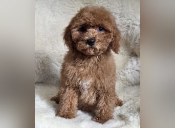 Cavapoo welpen