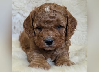 Cavapoo welpen