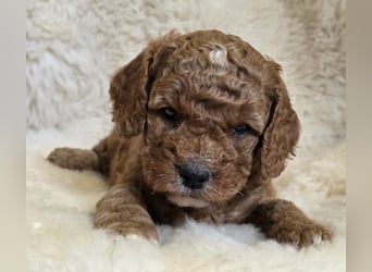 Cavapoo welpen