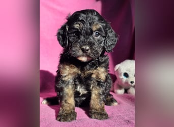 Cavapoo welpen