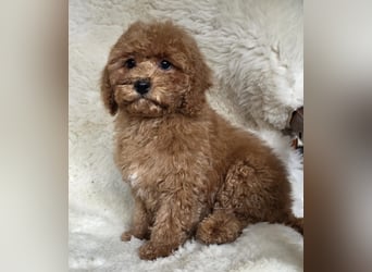 Cavapoo welpen