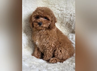 Cavapoo welpen