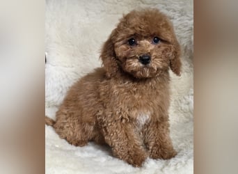Cavapoo welpen