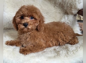 Cavapoo welpen