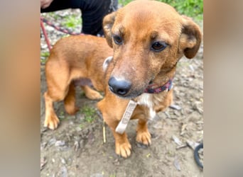 Spuri -Sanfte Seele auf leisen Pfoten