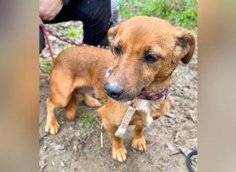 Spuri -Sanfte Seele auf leisen Pfoten