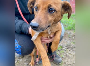 Spuri -Sanfte Seele auf leisen Pfoten