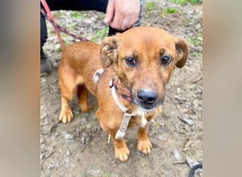 Spuri -Sanfte Seele auf leisen Pfoten