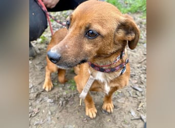 Spuri -Sanfte Seele auf leisen Pfoten