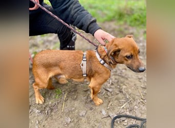 Spuri -Sanfte Seele auf leisen Pfoten