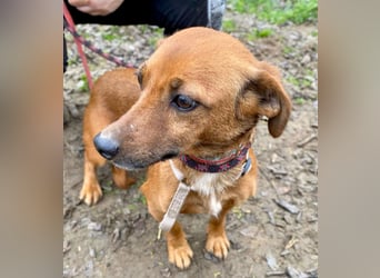 Spuri -Sanfte Seele auf leisen Pfoten