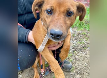 Spuri -Sanfte Seele auf leisen Pfoten