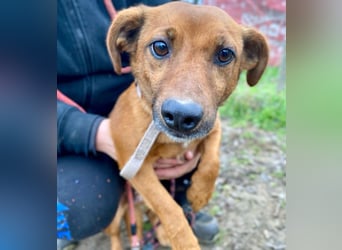 Spuri -Sanfte Seele auf leisen Pfoten