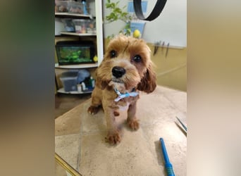 Welpe THEO - der verspielte und neugierige kleine Mann freut sich auf seine Menschen...