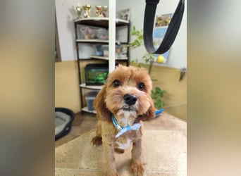 Welpe THEO - der verspielte und neugierige kleine Mann freut sich auf seine Menschen...