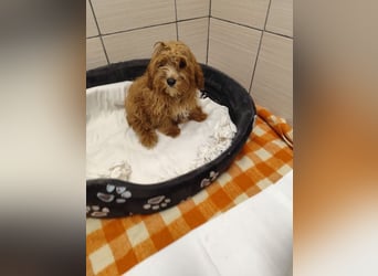 Welpe THEO - der verspielte und neugierige kleine Mann freut sich auf seine Menschen...