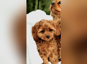 F1-CAVAPOO-WELPEN aus Etischer Zucht mit FCI-reinrassigen Eltern!  CHAMPION BLUTLINIE