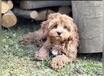 F1-CAVAPOO-WELPEN aus Etischer Zucht mit FCI-reinrassigen Eltern!  CHAMPION BLUTLINIE