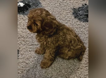 F1-CAVAPOO-WELPEN aus Etischer Zucht mit FCI-reinrassigen Eltern!