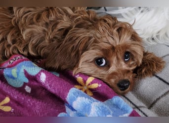 F1-CAVAPOO-WELPEN aus Etischer Zucht mit FCI-reinrassigen Eltern!  CHAMPION BLUTLINIE