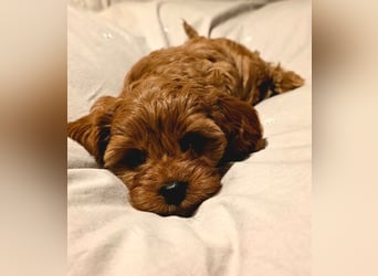 F1-CAVAPOO-WELPEN aus Etischer Zucht mit FCI-reinrassigen Eltern!