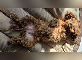 F1-CAVAPOO-WELPEN aus Etischer Zucht mit FCI-reinrassigen Eltern!  CHAMPION BLUTLINIE