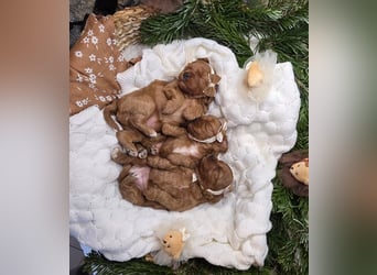 F1-CAVAPOO-WELPEN aus Etischer Zucht mit FCI-reinrassigen Eltern!