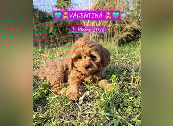 F1-CAVAPOO-WELPEN aus Etischer Zucht mit FCI-reinrassigen Eltern!  CHAMPION BLUTLINIE