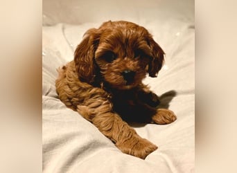 F1-CAVAPOO-WELPEN aus Etischer Zucht mit FCI-reinrassigen Eltern!