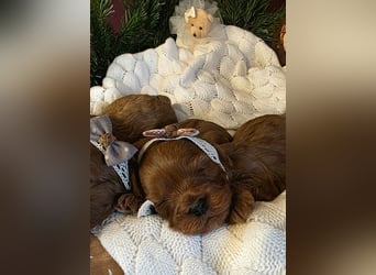 F1-CAVAPOO-WELPEN aus Etischer Zucht mit FCI-reinrassigen Eltern!