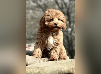 F1-CAVAPOO-WELPEN aus Etischer Zucht mit FCI-reinrassigen Eltern!  CHAMPION BLUTLINIE