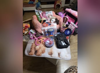 Zuckersüße Toy Pudel suchen ihr Zuhause