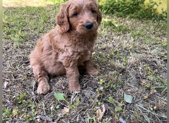 Goldendoodle mini Medium Doodle Abgabe an Pfingsten